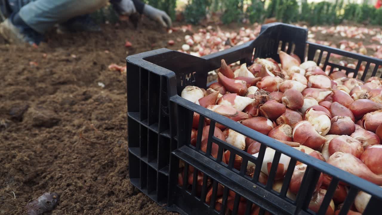 립 불을 심는 것