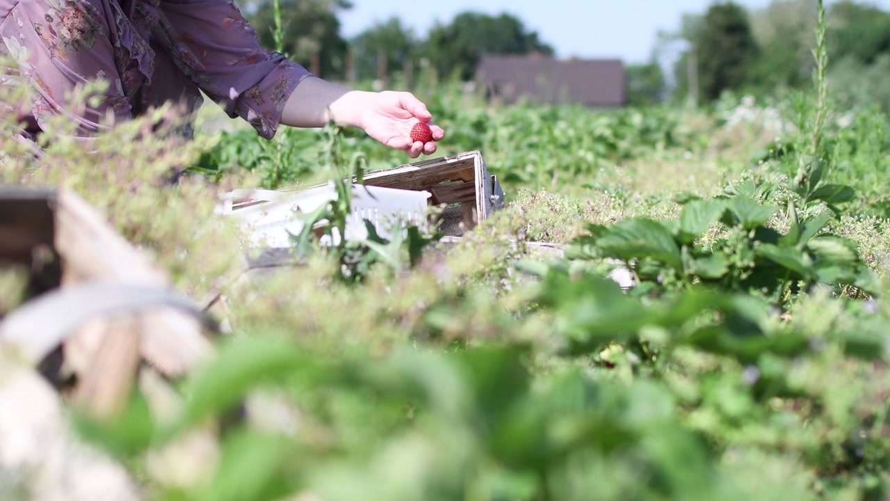 woman working on the field garden picking up red fresh mature biological strawberry fill a wooden case