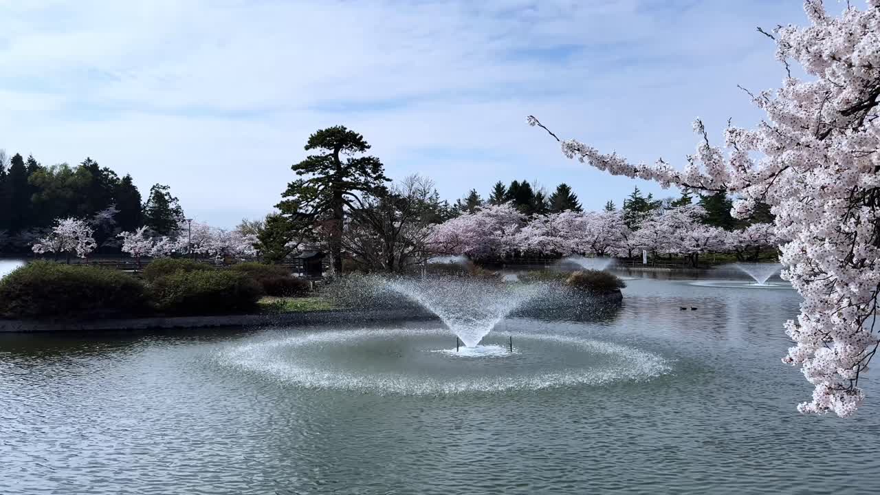 Tranquil park pond with water fountains and cherry blossoms in Sakura Park, Aomori