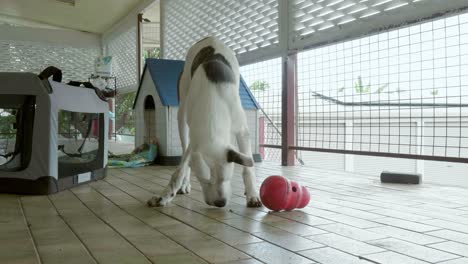 Weißer-Hund-Spielt-Und-Füttert-Spielzeug-Für-Sein-Mittagessen-Auf-Dem-Balkon