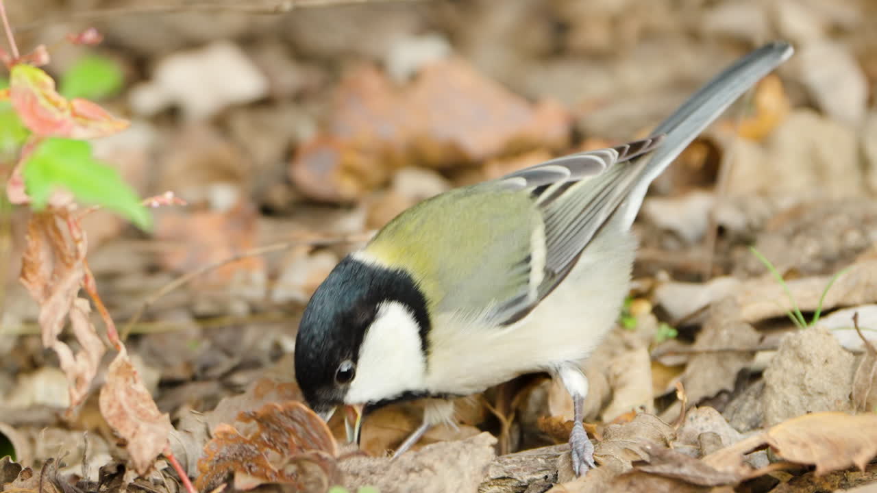Japanese Tit Bird Jumping and Searing Food Under Fallen Leaves on Gound, Picking Up Brown Leaf - close up