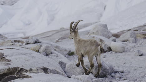 mountain goat on glacier