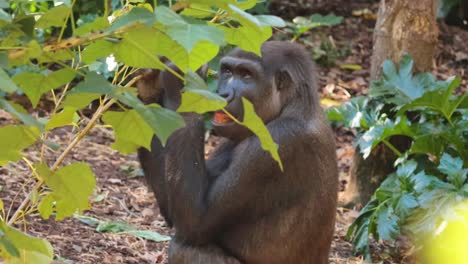 gorila comiendo hojas en un hábitat natural