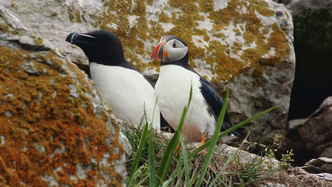 atlantic puffin bird cleaning his feathers with razorbill couple behind