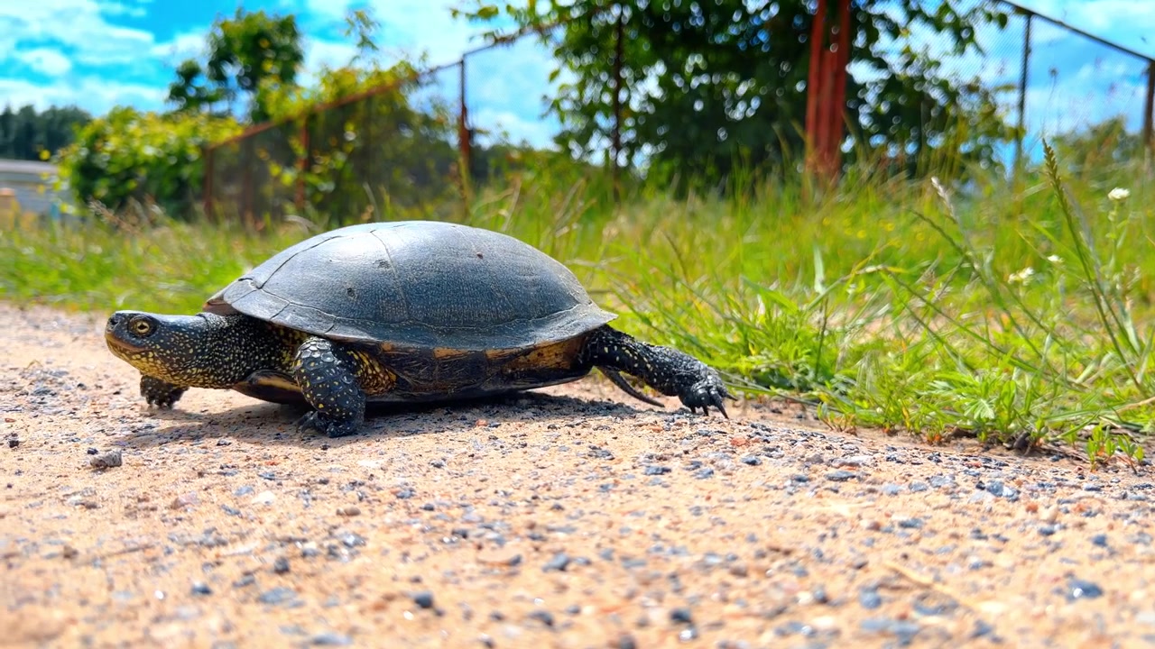 Speckled pond turtle walking on edge of dirt path. Side perspective of a dark shell reptile near green herbage and distant metal fence.