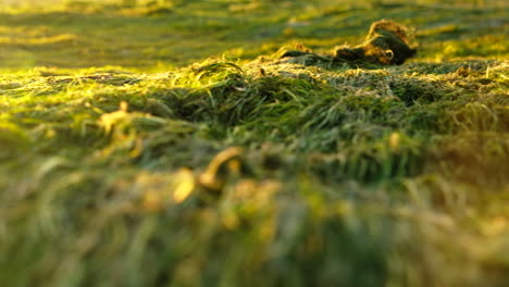 montones de hierba marina verde expuesta después de la brecha del estuario, deslizador de puesta de sol de bajo ángulo