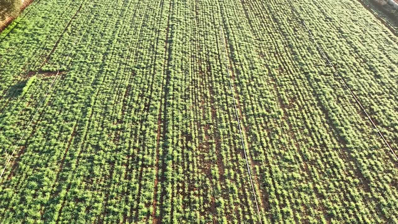 un vuelo aéreo sobre los campos de producción