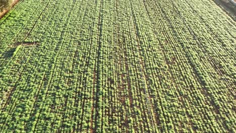 an aerial flight over the produce fields