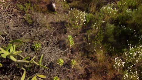 view at green meadow with different vegetation, cacti and bushes