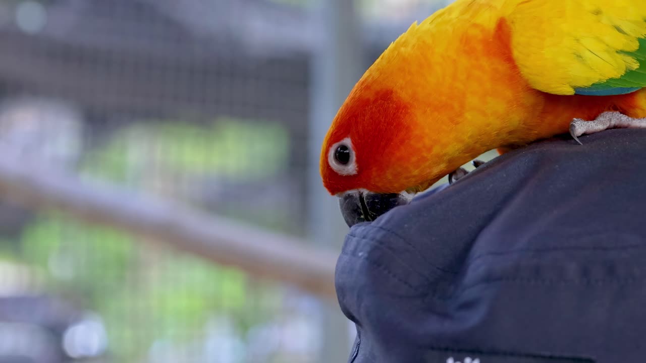 A vibrant parrot playfully interacts with a blue hat, showcasing its curious nature.