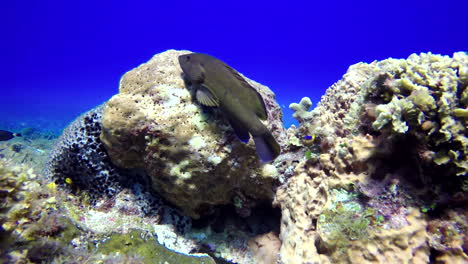 One-black-fish-hides-on-the-rocks-of-the-reef