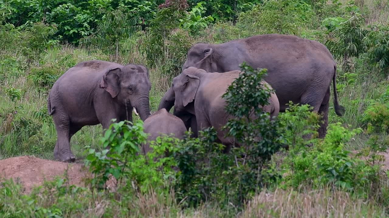 The Asiatic Elephants are endangered species and they are also residents of Thailand
