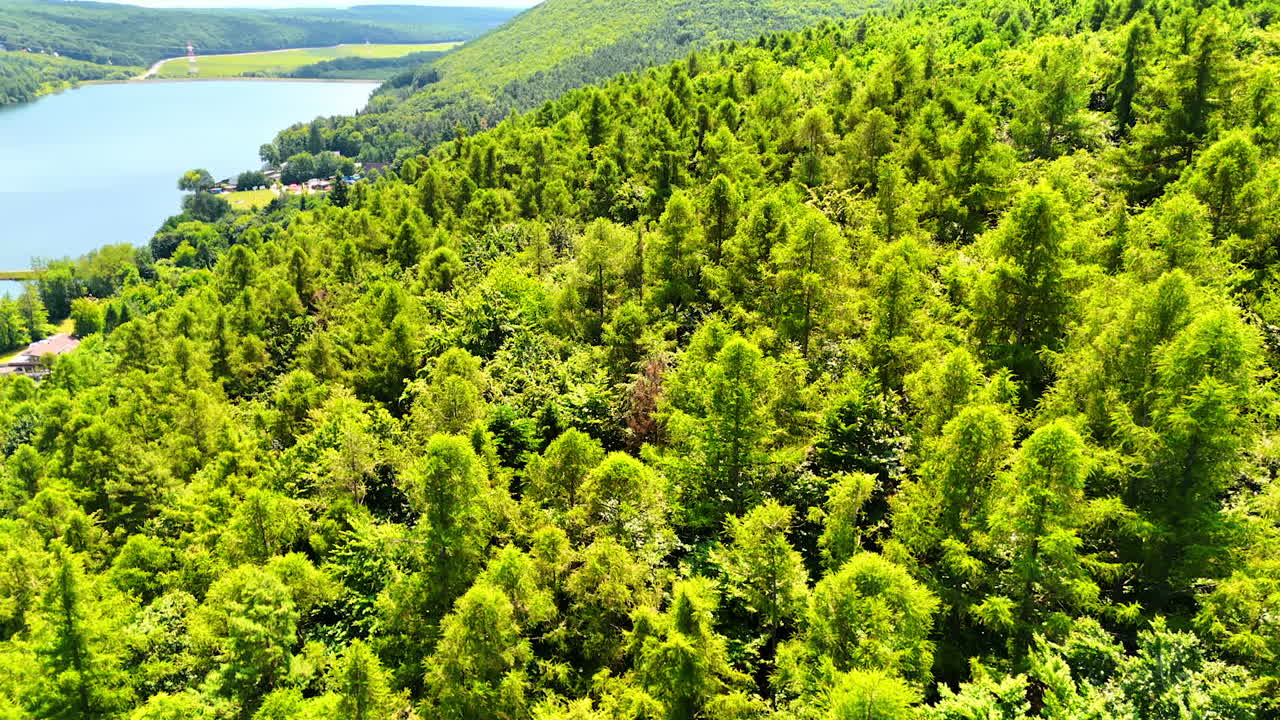 Lush green forest beside tranquil lake. A vibrant green forest stretches along the edge of a calm lake surrounded by rolling hills on a sunny day