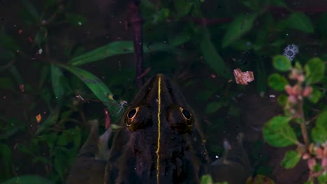 a yellow-striped frog resting among water vegetation in a peaceful pond