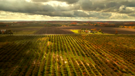 drone footage of a cherry orchard in northern michigan