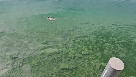 Duck-swimming-in-clear-lake-water-next-to-water-castle-in-lake-Thun,-Switzerland