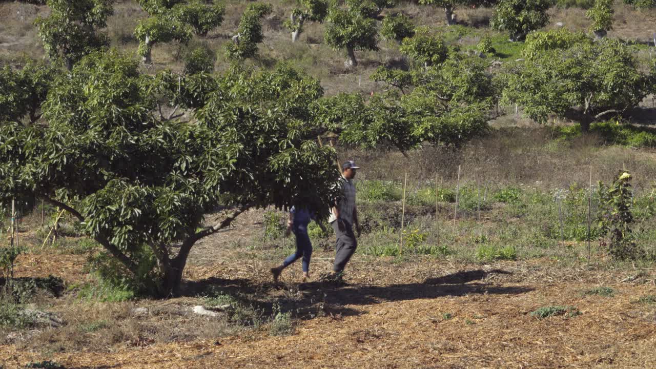 una pareja de agricultores y su labrador retriever blanco caminan a través de una propiedad de permacultura experimental summerland ca