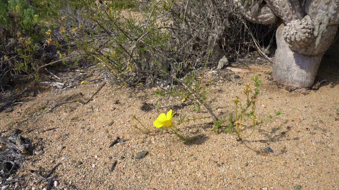 En enkelt gul amancay-blomst blomstrer i den tørre Atacamaørken i skarpt sollys