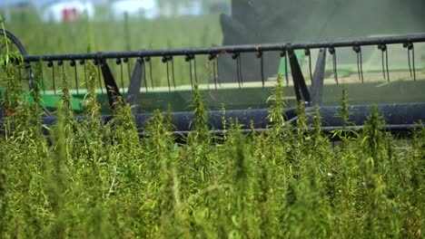 agro-industry - harvester combine gathers the hemp seeds harvest at countryside of almaty, kazakhstan