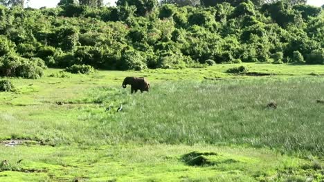 Telephoto-view-of-one-single-male-elephant-standing-in-middle-of-grass-field,-day