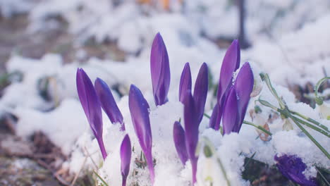 medium close up shot of closed crocus flowers in early spring