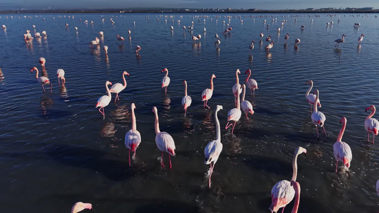 Flamingos gather in water at a wetland area during daylight