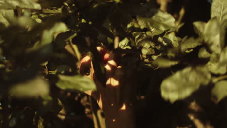 hand picks apple from shadowy tree branches, vintage coloring