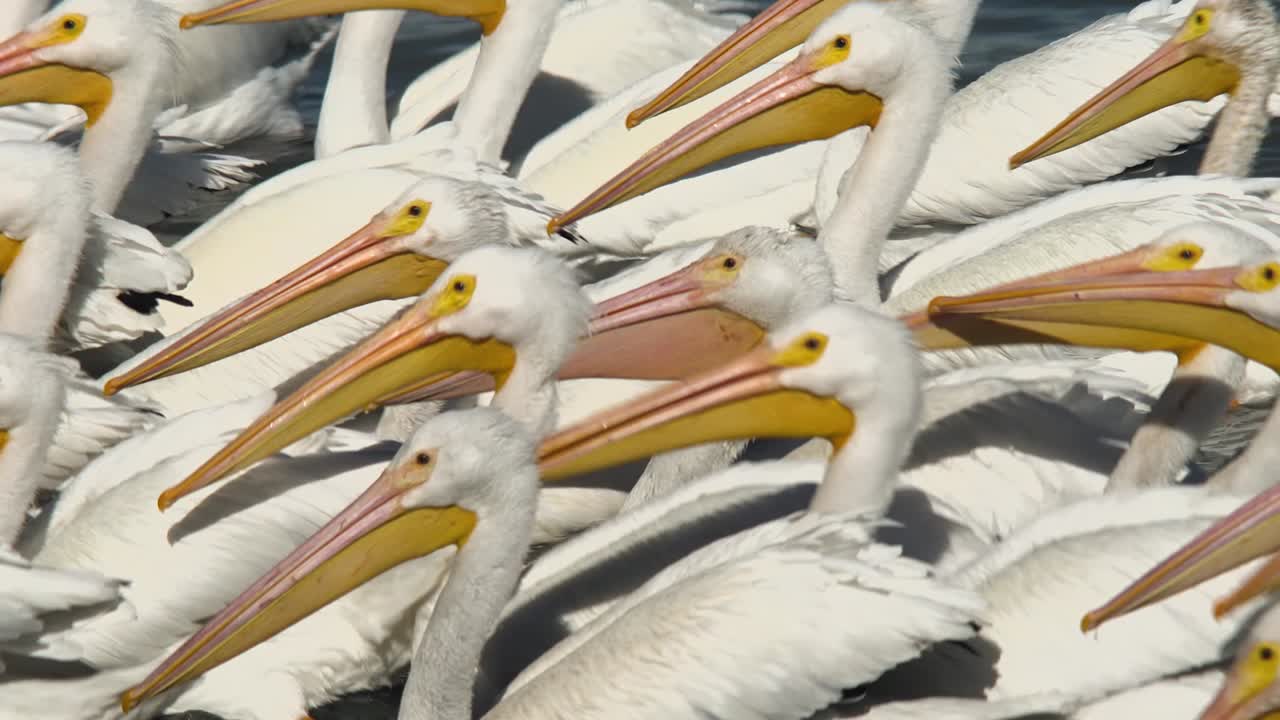 Pelicans living, flying and swimming at the small town of Petatan ,Mexico by the Chapala lake