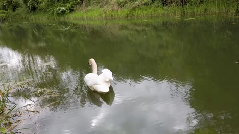 A-white-swan-swimming-on-Oakham-canal-in-Rutland,-the-smallest-county-in-England