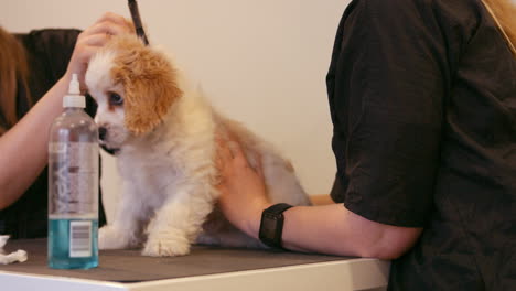 groomer examining the dog