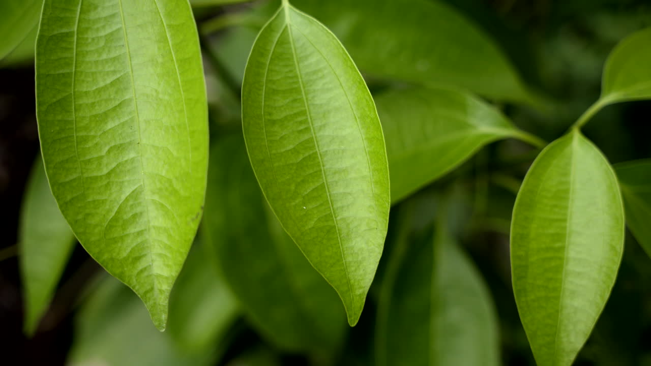 vista de cerca de la hoja de la planta de canela