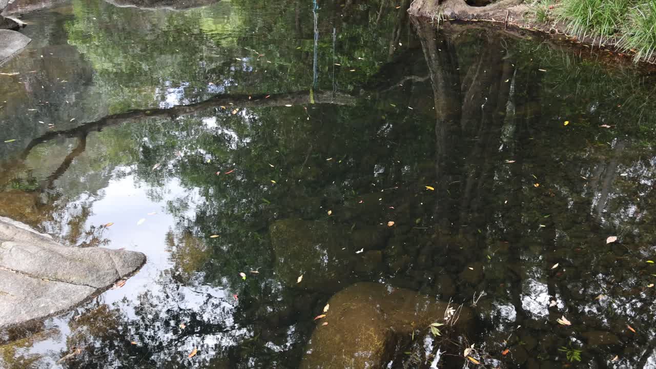 나무와 하늘을 반영하는 평온한 물