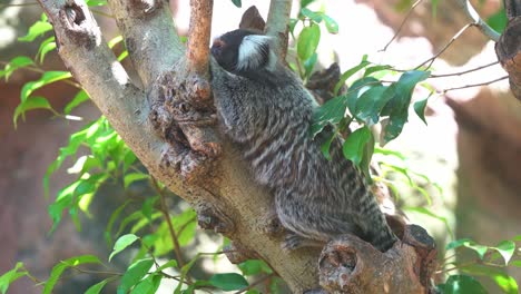 close up shot of a pregnant mother common marmoset spotted resting on the tree, curiously wondering around its surrounding environment at daytime