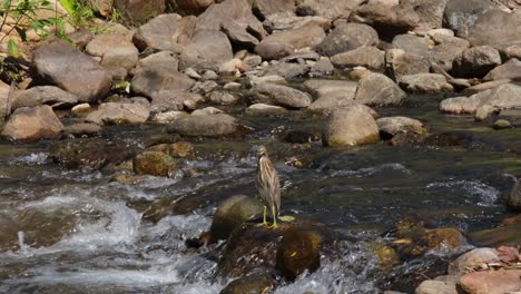seen in the middle of the stream on a rock while water is flowing fast, chinese pond heron ardeola bacchus, thailand