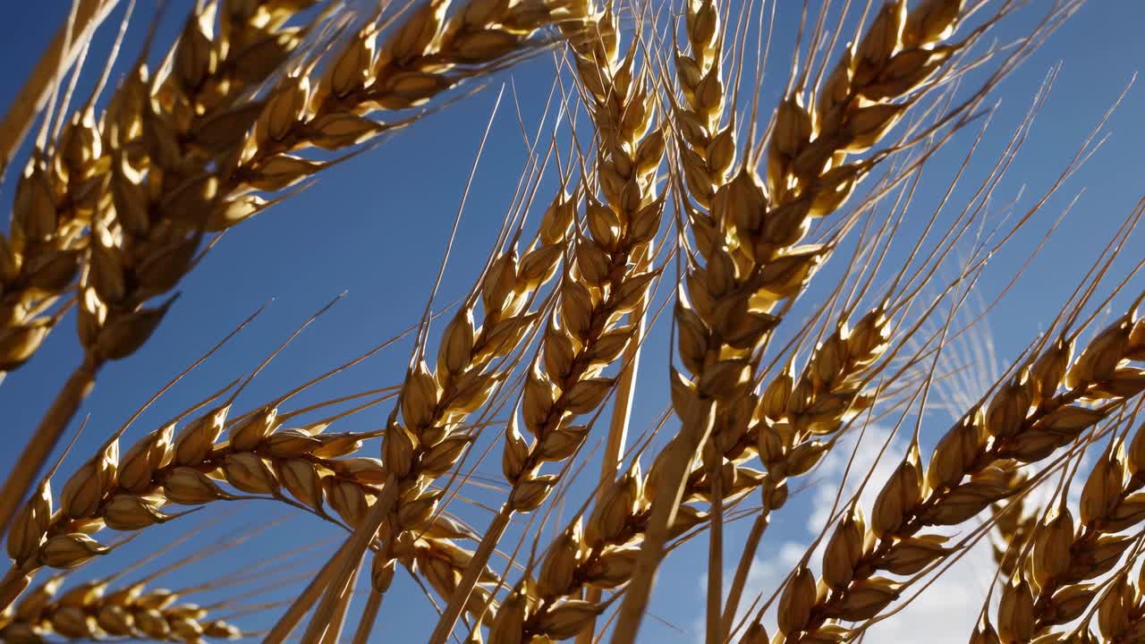 Low-angle video shot of golden wheat against a clear blue sky, highlighting the natural beauty