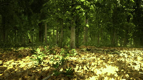 Forest floor covered with yellow leaves and sunlight filtering through trees