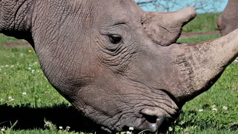 Nashorn-Mit-Hörnern-Im-Takt,-Das-Auf-Gras-Weidet