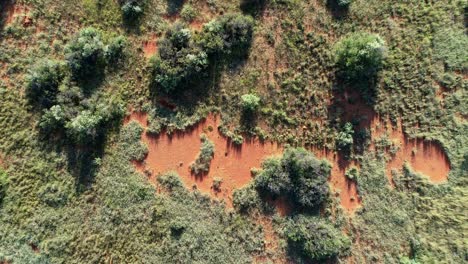 vista aérea de la sabana africana con árboles dispersos y pastos en la arena roja de kalahari, sur de áfrica-1