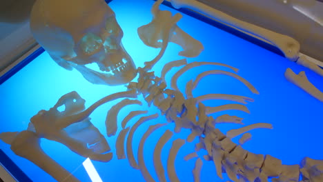 a detailed view of a human skeleton model lying on a brightly illuminated blue surface with skull, ribcage, and spine