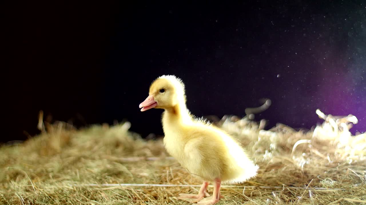 클로즈업, 작은 노란색 한 오리 새끼는 을 따라 가고, 빛의 광선에, quacks
