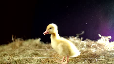 primer plano, un pequeño pato amarillo va a lo largo del heno y charlatán, en los rayos de luz