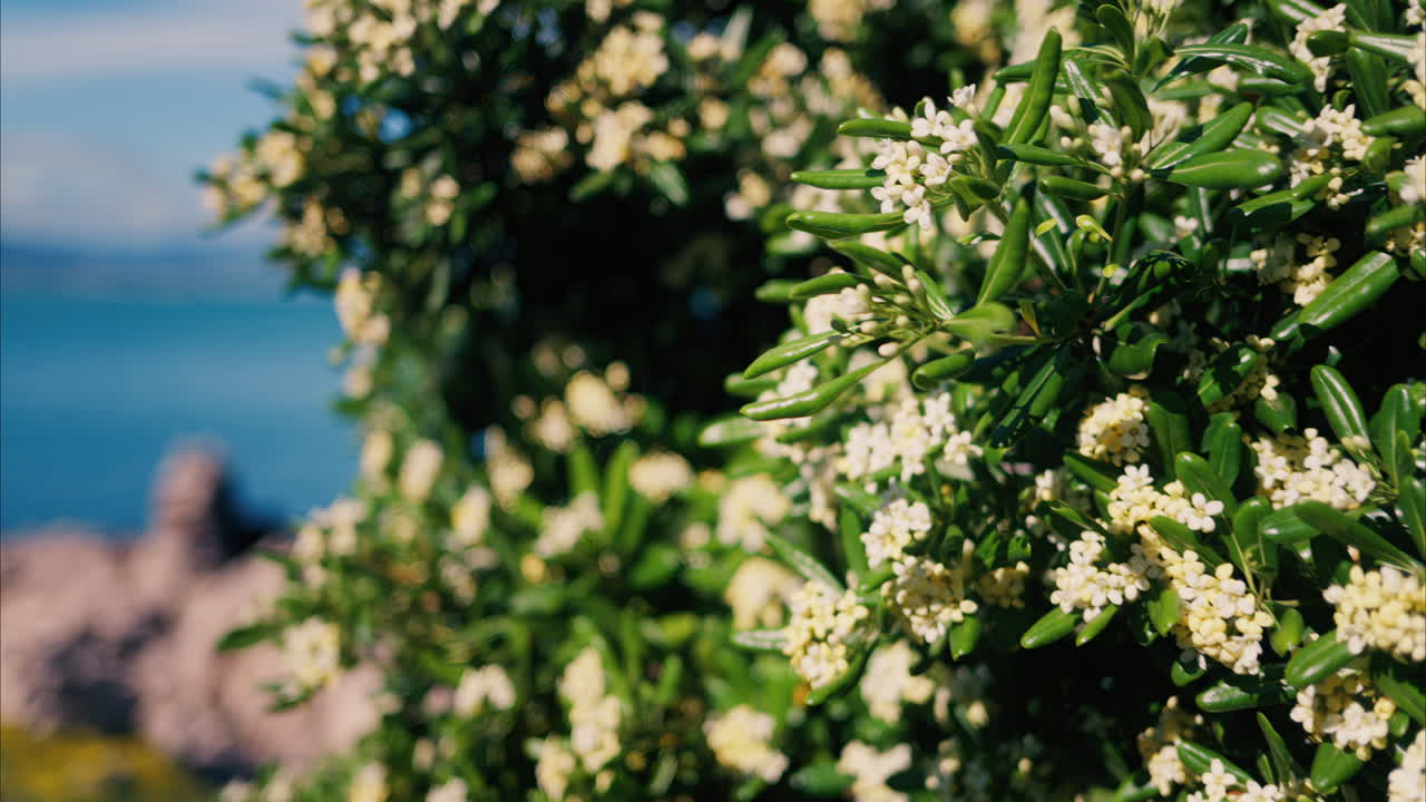 Close up of white Japanese cheesewood flowers with the Mediterranean sea on the background