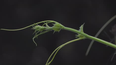 leaf - green - black