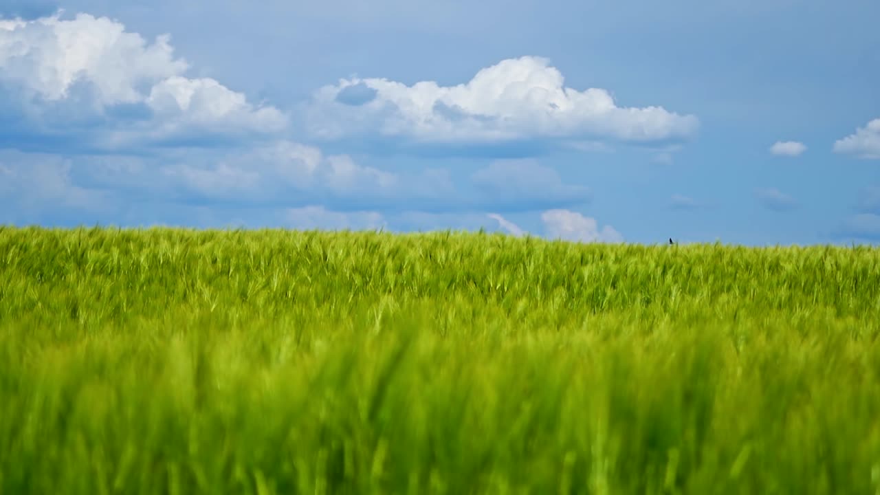 Green wheat field. Wheat field and countryside scenery