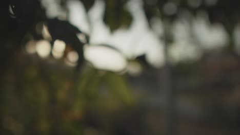 Slow-motion-panning-shot-of-nature-with-plant-leaves,-trees-and-branches-during-a-sunset-in-blur-during-a-sunset-can-be-used-as-a-background