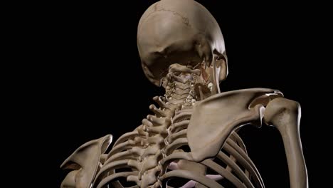 detailed human skeleton. 3d animation.