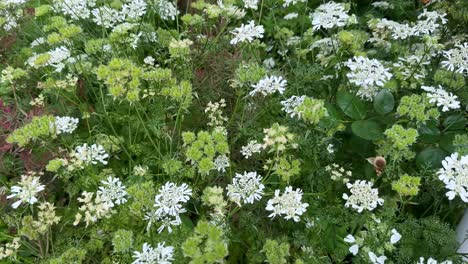 flores blancas florecen entre el follaje verde en un entorno de jardín sereno