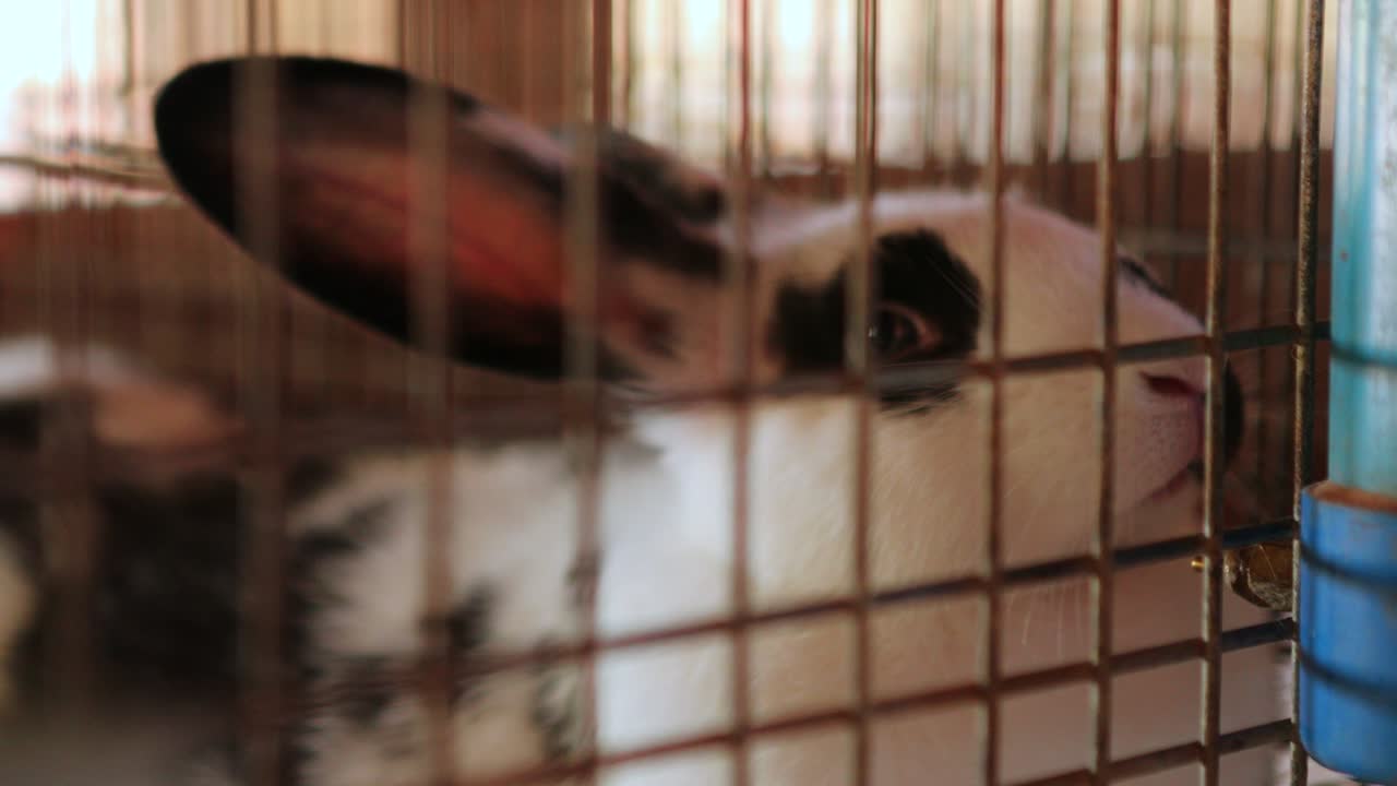 conejo dentro de la jaula en 4k. conejo domesticado dentro de la granja orgánica. animal detrás de las rejas