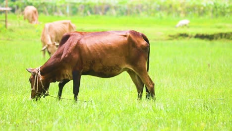 herd of domestic indian cows grazing in the grass field tied by a leash in a farm of rural bangladesh