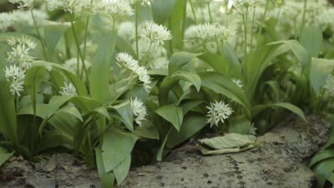 ramsons wild garlic growing in woodland medium tilting shot